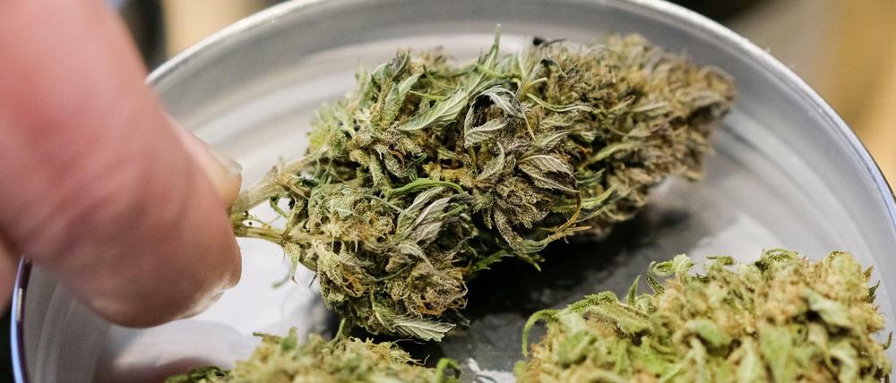 Getrocknete Hanfknospen (Symbolbild)