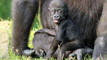 Ein Gorilla-Baby, wie hier der Westlicher-Flachlandgorilla-Nachwuchs Tilla, zählt zu den guten Nachrichten.