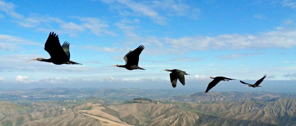 Waldrappe aus der Unterfamilie der Ibisse (Geronticus eremita) fliegen in Formation.