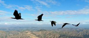 Waldrappe aus der Unterfamilie der Ibisse (Geronticus eremita) fliegen in Formation.