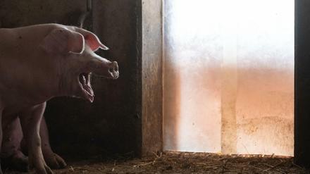 Was wird aus den Schweinen? Viele Betriebe geben auf, weil sich die Haltung nicht mehr lohnt. Andere bauen ihre Ställe um und hoffen auf Mehreinnahmen. 