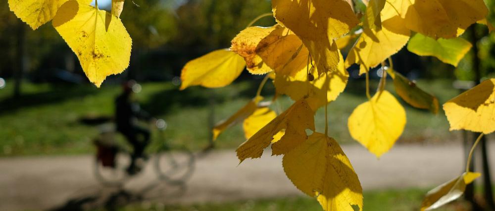 Ein Baum mit herbstfarbenen Blättern bei Sonnenschein.