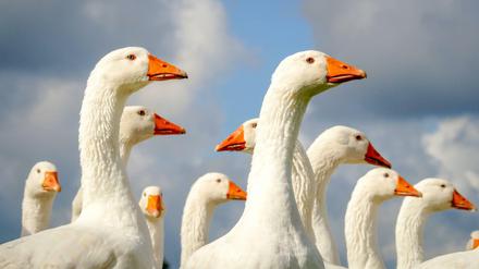 Gefährdet: Auch Gänse können sich mit der Vogelgrippe infizieren.
