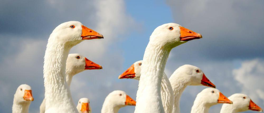 Gefährdet: Auch Gänse können sich mit der Vogelgrippe infizieren.