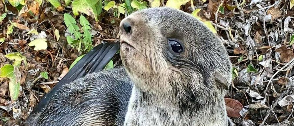 Das gerettete Seebärbaby