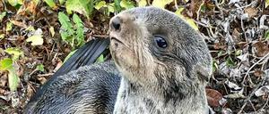 Das gerettete Seebärbaby