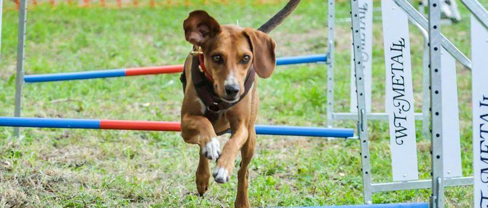 In Lichtenberg bangt ein Hundesportverein um sein Trainingsgelände. Mehr dazu im Newsletter.