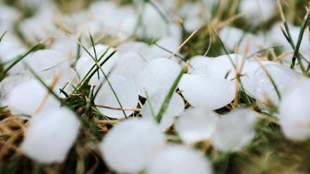 Sehen nett und harmlos aus: Hagelkörner auf einer Wiese (Symbolfoto).