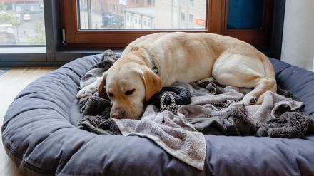Immer mehr Hunde und Katzen erkranken altersbedingt an Demenz.