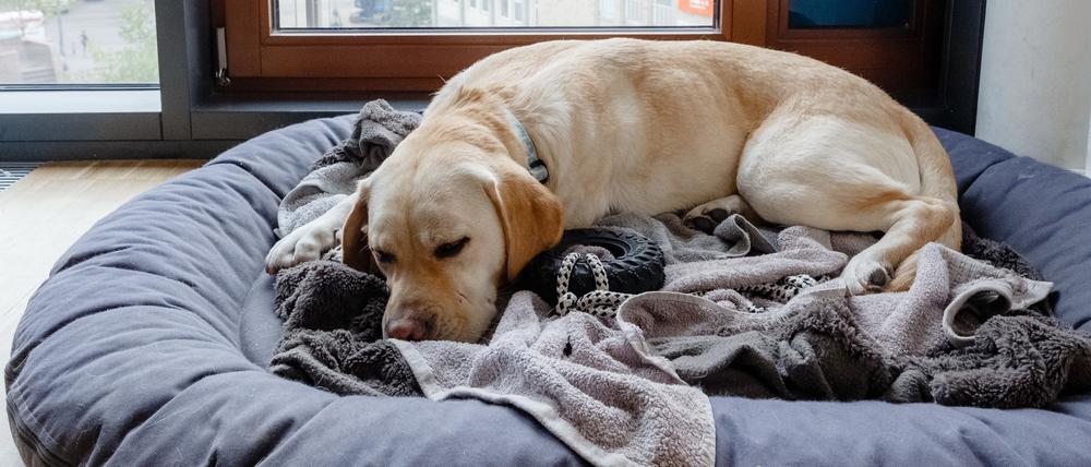 Immer mehr Hunde und Katzen erkranken altersbedingt an Demenz.