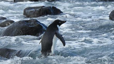 Ein bereitgestelltes Bild zeigt den Adéliepinguin am Strand in der Nähe von Christchurch. 