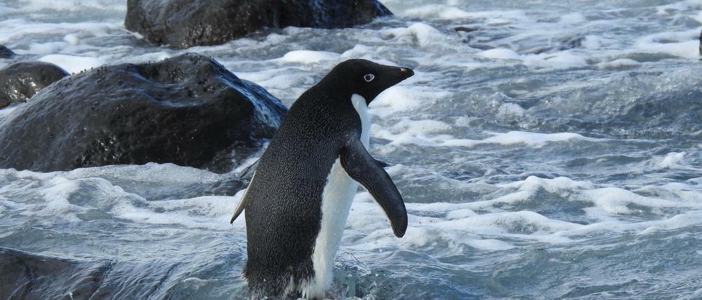 Ein bereitgestelltes Bild zeigt den Adéliepinguin am Strand in der Nähe von Christchurch. 