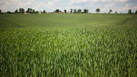 Brandenburger Felder. Auf vielen Äckern werden die eingesetzten Pestizide schnell zur Überdosis für die Bienen.