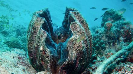 Schalen einer solchen Riesenmuschel (Tridacna gigas) fanden die Zollbeamten im Gepäck der Reiserückkehrer.