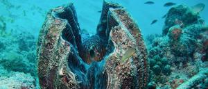 Schalen einer solchen Riesenmuschel (Tridacna gigas) fanden die Zollbeamten im Gepäck der Reiserückkehrer.