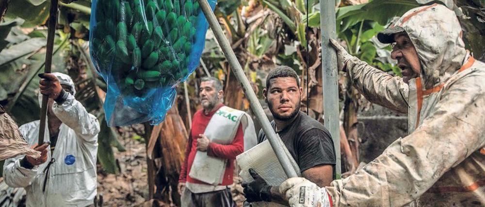 Hab und Gut verloren. Die Lava zerstörte auch zahlreiche Plantagen, auf denen Avocados und Bananen für ganz Europa angebaut wurden.
