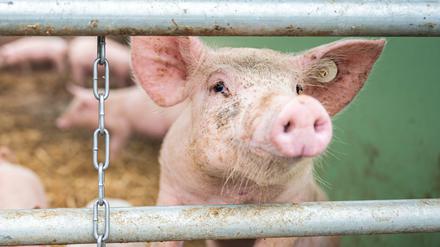 Die Afrikanische Schweinepest (ASP) wurde nun erstmals in Mecklenburg-Vorpommern nachgewiesen.