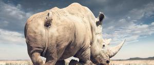 Düstere Aussichten. Weltweit gibt es nur noch 20 000 Nashörner.