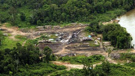 Die Abholzung im brasilianischen Amazonasgebiet steigt weiter stark an.