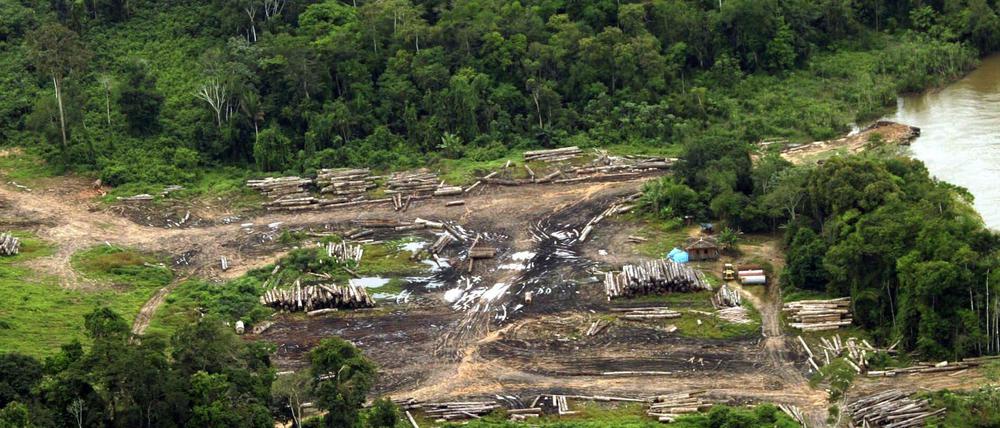 Die Abholzung im brasilianischen Amazonasgebiet steigt weiter stark an.