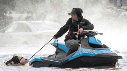 Ein Mann versucht in British Columbia, eine Kuh zu retten.