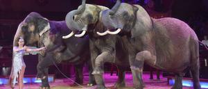 Die Direktorin des Circus Krone präsentiert ihre dressierten Elefanten dem Pubikum.