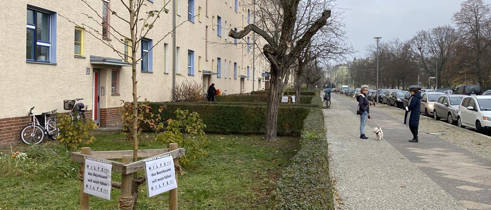 Von Anwohnenden selbst gepflanzte Bäume in Berlin-Prenzlauer Berg.