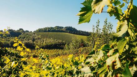 Schön grün. Das Unternehmen aus der Region Emilia-Romagna in Norditalien ist zum Vorreiter bei der Produktion nachhaltiger Energieträger geworden. 
