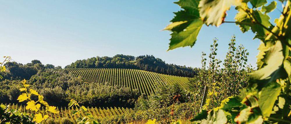 Schön grün. Das Unternehmen aus der Region Emilia-Romagna in Norditalien ist zum Vorreiter bei der Produktion nachhaltiger Energieträger geworden. 