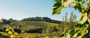 Schön grün. Das Unternehmen aus der Region Emilia-Romagna in Norditalien ist zum Vorreiter bei der Produktion nachhaltiger Energieträger geworden. 