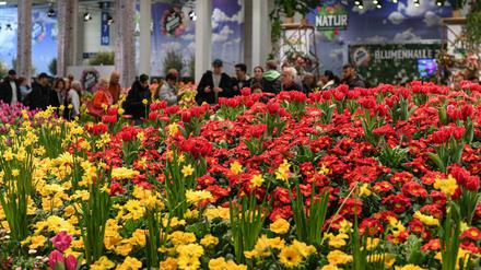 Grüne Woche 2022 kehrt mit vielfältigem Programm zurück. Ein Stück Frühling im Januar: Über 60.000 Blüten laden in der Blumenhalle zum Genießen und Verweilen ein. / Foto: 