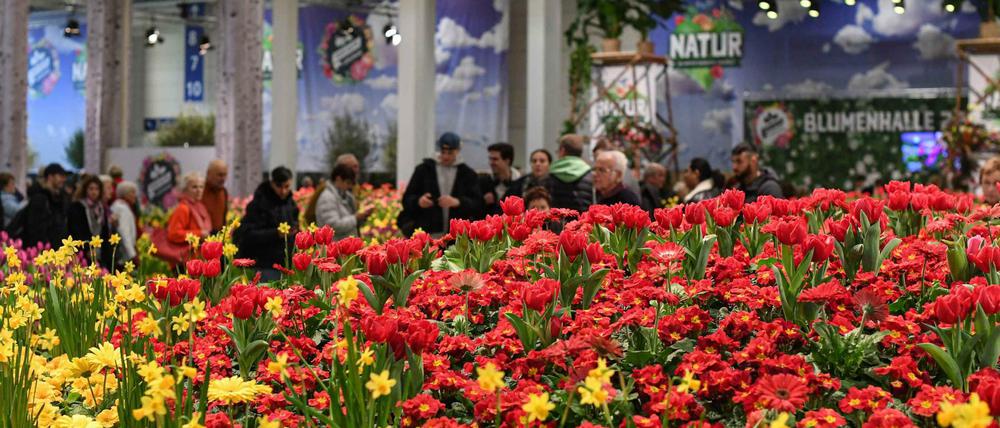 Grüne Woche 2022 kehrt mit vielfältigem Programm zurück. Ein Stück Frühling im Januar: Über 60.000 Blüten laden in der Blumenhalle zum Genießen und Verweilen ein. / Foto: