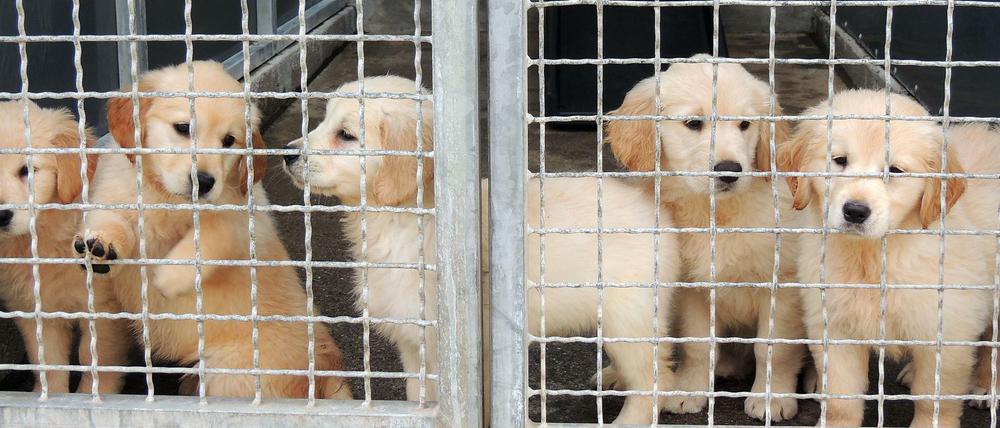 Die Angeklagte soll zwischen Februar 2019 und Juni 2020 insgesamt 25 Hundewelpen aus Polen nach Berlin gebracht haben.