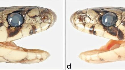 Ansichtssache. Oligodon churahensis ist klein und gut getarnt - und sieht ähnlichen Arten - nun ja - ziemlich ähnlich.