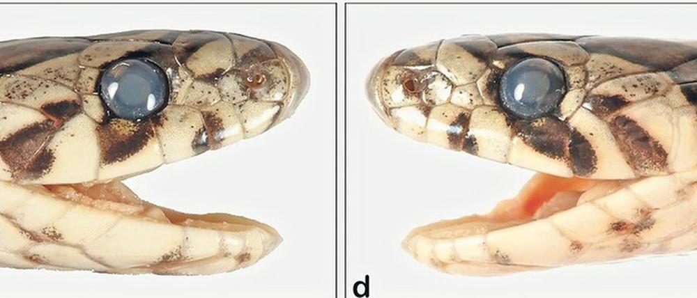Ansichtssache. Oligodon churahensis ist klein und gut getarnt - und sieht ähnlichen Arten - nun ja - ziemlich ähnlich.