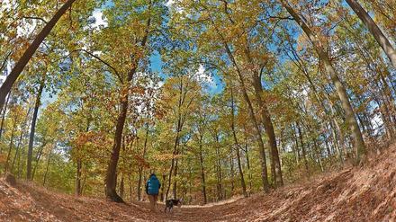 Die Herbstpracht täuscht. Der Berliner Wald ist krank. Foto: Paul Zinken/dpa