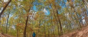 Die Herbstpracht täuscht. Der Berliner Wald ist krank. Foto: Paul Zinken/dpa