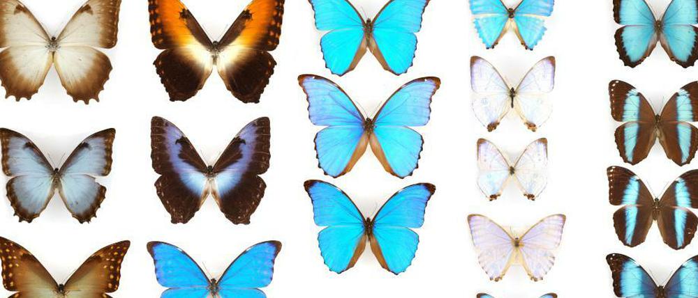 Die Arten der Gattung Morpho unterscheiden sich nicht nur in Größe, Form und Farbe, sondern auch in ihren Lebens- und Flugweisen.