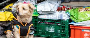 Viele Tierhalter sind auf die Ausgabe der Tiertafel angewiesen.