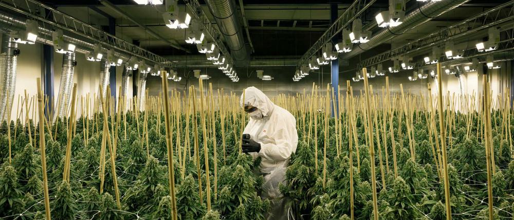 Cannabis-Anbauanlagen wie diese in der Schweiz könnte es auch in Deutschland bald vermehrt geben.