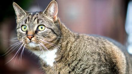 Hauskatzen infizieren sich zumeist wohl bei ihren Besitzerinnen und Besitzern.
