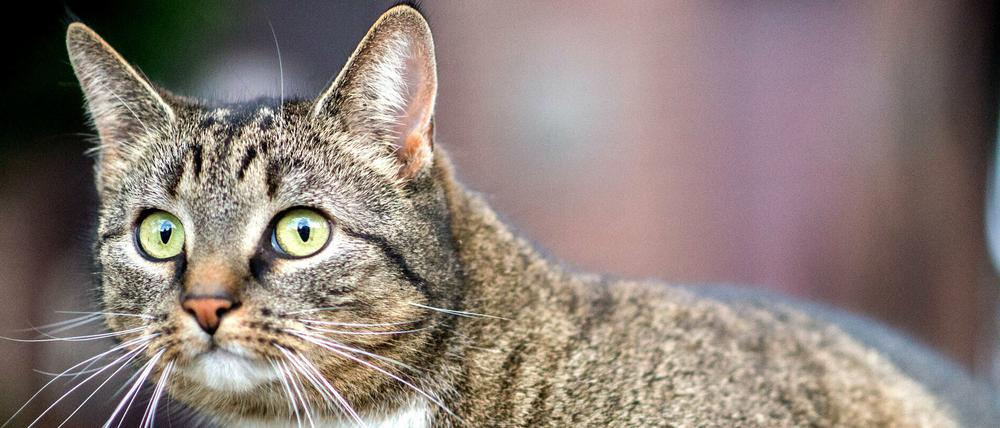 Hauskatzen infizieren sich zumeist wohl bei ihren Besitzerinnen und Besitzern.