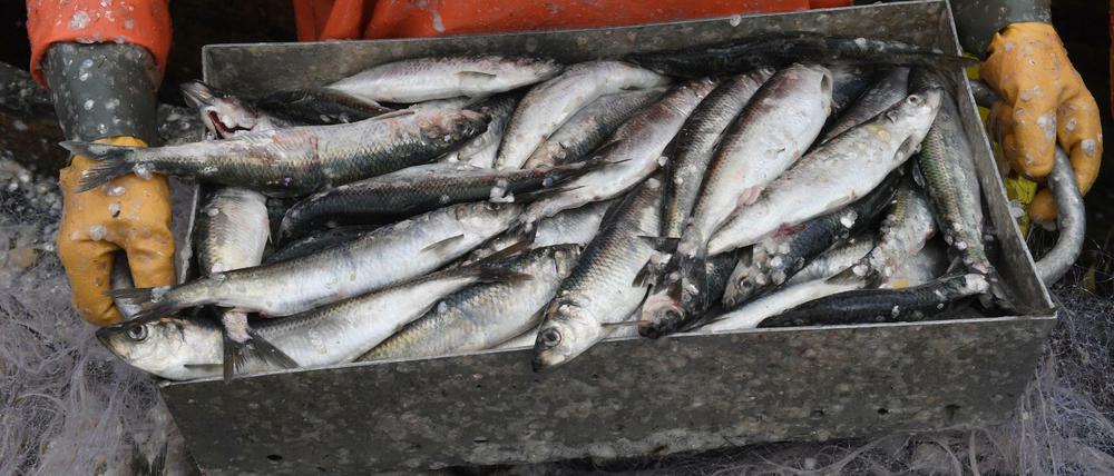 Hoffnung für den Hering: In der Ostsee darf der Hering nur noch als Beifang verwendet dürfen.