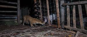 Der Jaguar und das Hausschwein.