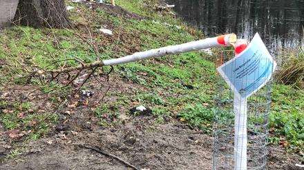 Mit einer Handsäge gekappter Baum in der Jungfernheide in Berlin-Charlottenburg-Nord.