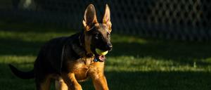 Neu im Weißen Haus: Schäferhund Commander