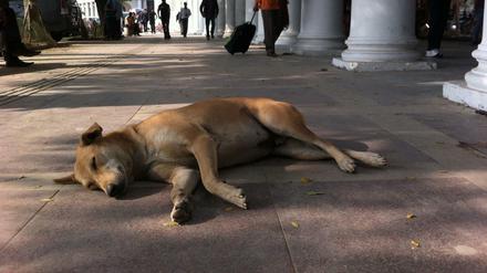 Ein Hund liegt am Shopping-Platz Connaught Place in Neu Delhi, Indien. (Symbolbild)