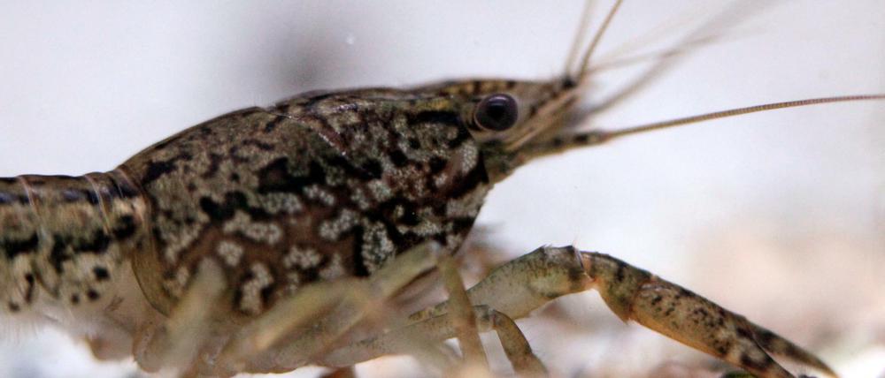 Ein Marmorkrebs schwimmt in einem Aquarium.