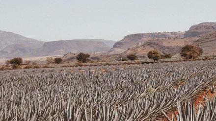 Aus der Blauen Agave wird der Tequila von Mayaciel destilliert. 