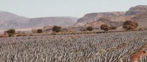 Aus der Blauen Agave wird der Tequila von Mayaciel destilliert. 